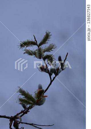 猫の尻尾に似た花 136827543