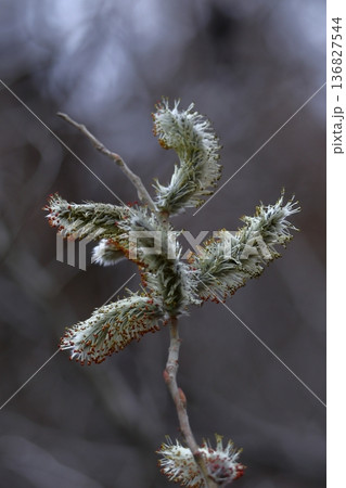 猫の尻尾に似た花 136827544