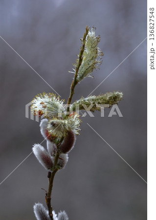 猫の尻尾に似た花 136827548