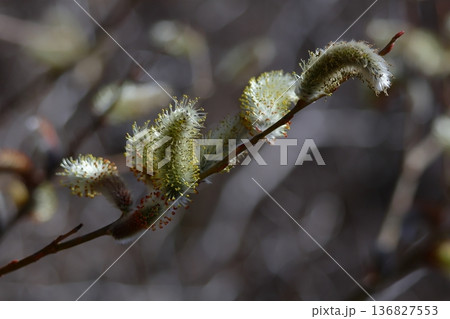 猫の尻尾に似た花 136827553