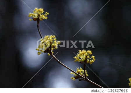 庭のサンシュユ 136827668