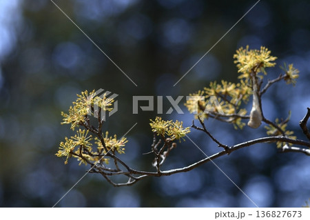 庭のサンシュユ 136827673