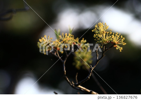 庭のサンシュユ 136827676