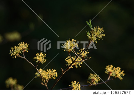 庭のサンシュユ 136827677