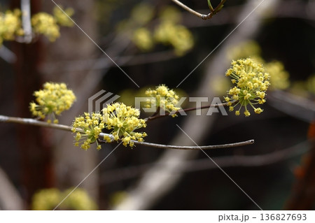 庭のサンシュユ 庭のサンシュユ 136827693