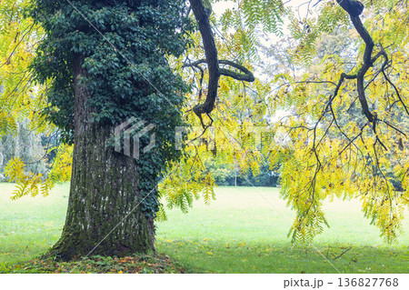 The garden by the Buchlovice castle, Czech Republic, Europe. Majestic tree covered in vines and golden leaves in a serene park setting, showcasing nature's beauty with sunlight filtering through. The garden by the Buchlovice castle, Czech Republic, Europe. Majestic tree covered in vines and golden leaves in a serene park setting, showcasing nature's beauty with sunlight filtering through. 136827768