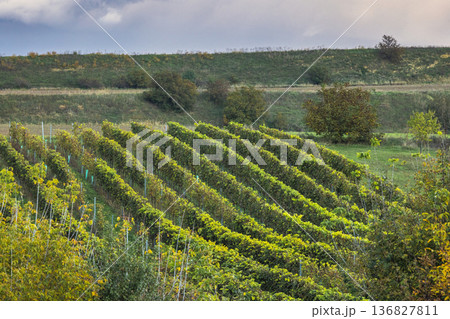 The country of South Moravia in the Czech Republic, Europe. Verdant vineyard rows extend into the distance, displaying nature's beauty under a cloudy sky. Scenic landscape of rural charm. The country of South Moravia in the Czech Republic, Europe. Verdant vineyard rows extend into the distance, displaying nature's beauty under a cloudy sky. Scenic landscape of rural charm. 136827811