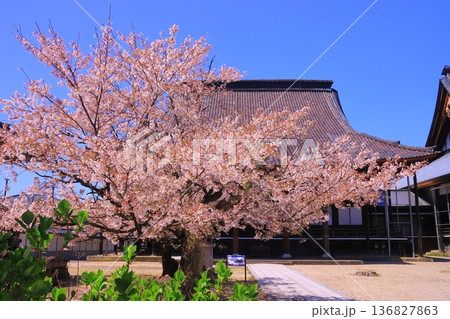 誠照寺(福井県鯖江市)境内に咲く満開の桜 誠照寺(福井県鯖江市)境内に咲く満開の桜 136827863