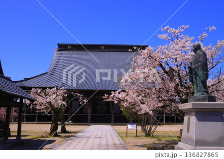 誠照寺（福井県鯖江市）境内に咲く満開の桜 136827865