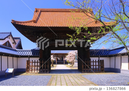 誠照寺（福井県鯖江市）境内に咲く満開の桜＜四足門＞ 136827866