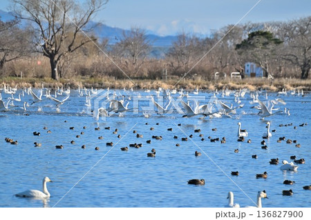 冬の瓢湖と白鳥(新潟県阿賀野市) 冬の瓢湖と白鳥(新潟県阿賀野市) 136827900