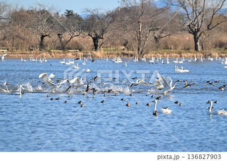 冬の瓢湖と白鳥(新潟県阿賀野市) 冬の瓢湖と白鳥(新潟県阿賀野市) 136827903