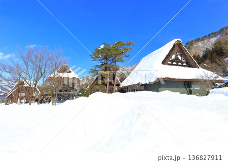 【岐阜県】快晴の白川郷の明善寺の雪景色 136827911