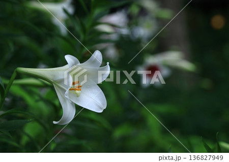 純潔を象徴する花 純潔を象徴する花 136827949