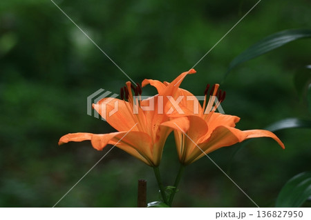 純潔を象徴する花 136827950