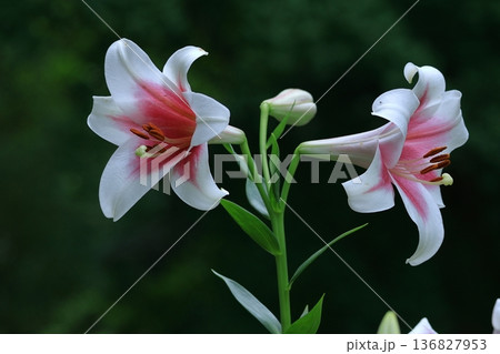 純潔を象徴する花 純潔を象徴する花 136827953
