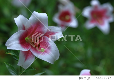 純潔を象徴する花 純潔を象徴する花 136827957