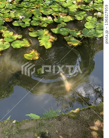 道後公園の鯉 道後公園の鯉 136827959