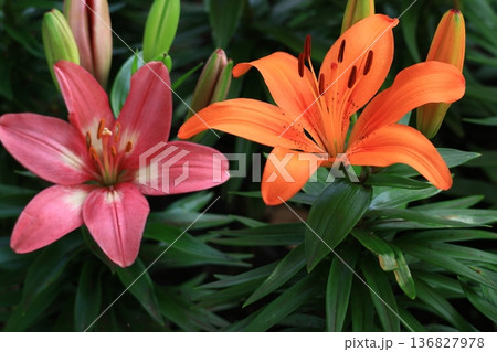 純潔を象徴する花 純潔を象徴する花 136827978