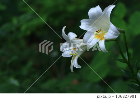 純潔を象徴する花 136827981