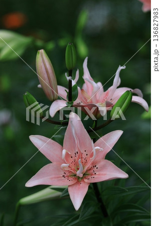 純潔を象徴する花 純潔を象徴する花 136827983