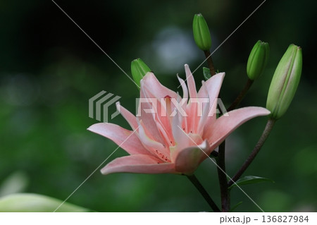 純潔を象徴する花 純潔を象徴する花 136827984