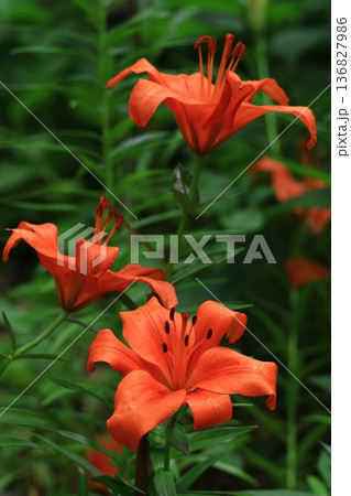 純潔を象徴する花 純潔を象徴する花 136827986