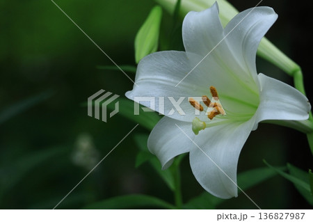 純潔を象徴する花 純潔を象徴する花 136827987