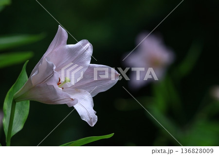 純潔を象徴する花 136828009