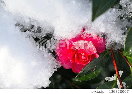 雪景色に咲く椿の花 雪景色に咲く椿の花 136828067