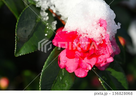 雪景色に咲く椿の花 136828068