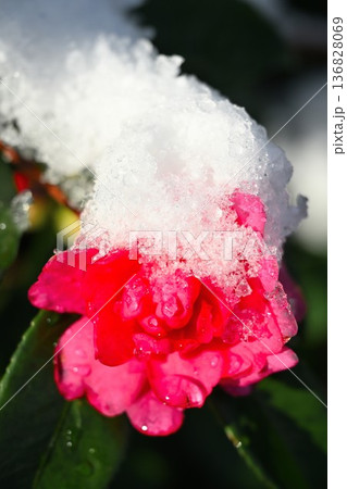 雪景色に咲く椿の花 雪景色に咲く椿の花 136828069