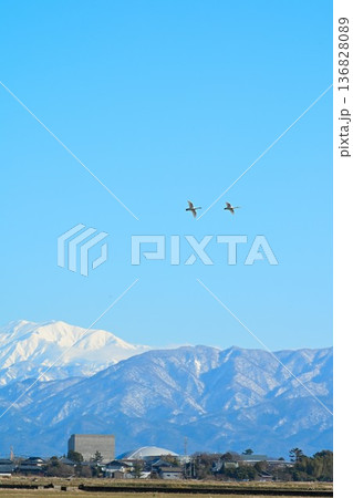 冬の越後平野と飯豊連峰（新潟県新潟市） 136828089