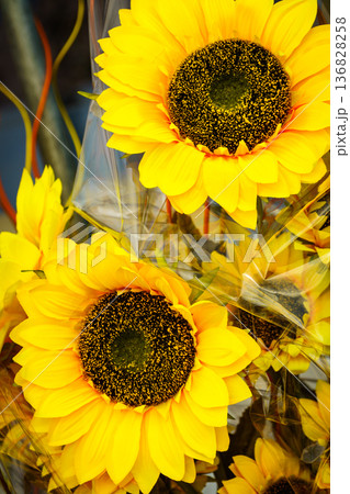 Decorative yellow flowers of sunflower. Decorative yellow flowers of sunflower. 136828258