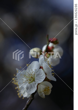 寒さに耐え気品よく咲く 136828286