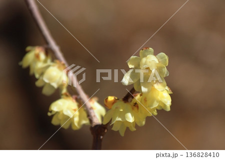 甘い香り漂わせ咲く 甘い香り漂わせ咲く 136828410