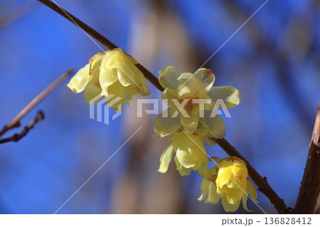 甘い香り漂わせ咲く 甘い香り漂わせ咲く 136828412