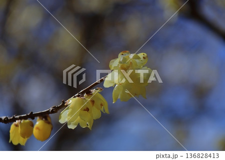 甘い香り漂わせ咲く 甘い香り漂わせ咲く 136828413