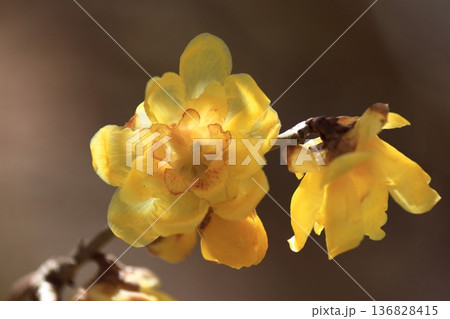 甘い香り漂わせ咲く 甘い香り漂わせ咲く 136828415