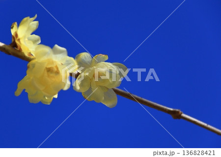 甘い香り漂わせ咲く 136828421