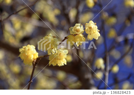 甘い香り漂わせ咲く 甘い香り漂わせ咲く 136828423