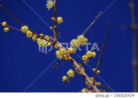 甘い香り漂わせ咲く 甘い香り漂わせ咲く 136828424