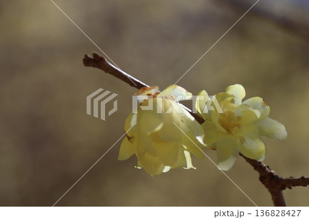 甘い香り漂わせ咲く 甘い香り漂わせ咲く 136828427