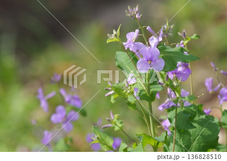 春の陽を浴びる紫色の花 春の陽を浴びる紫色の花 136828510