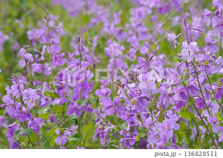 春の陽を浴びる紫色の花 春の陽を浴びる紫色の花 136828511