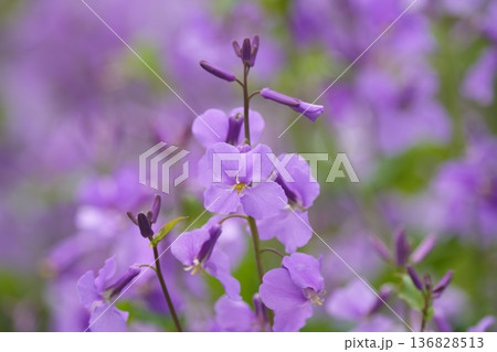 春の陽を浴びる紫色の花 春の陽を浴びる紫色の花 136828513
