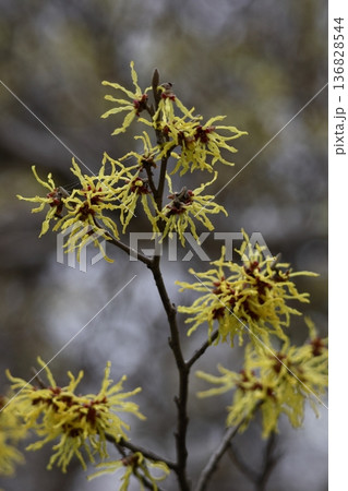 春一番に咲く花 春一番に咲く花 136828544
