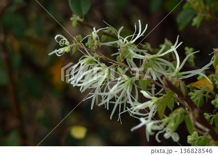 春一番に咲く花 春一番に咲く花 136828546