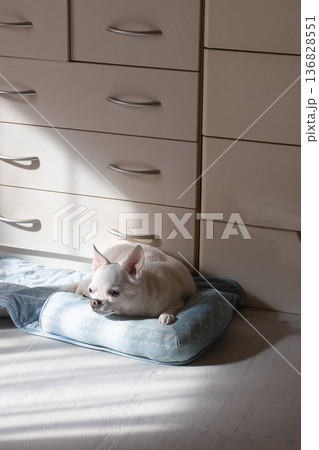 日差しの入る部屋でベッドにくつろぐ白いチワワ 136828551