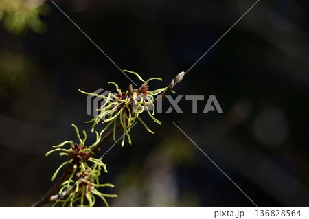 春一番に咲く花 春一番に咲く花 136828564